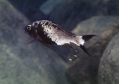 Ophthalmotilapia sp. 'whitecap' Kanoni